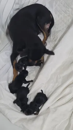 Pinscher N° 2