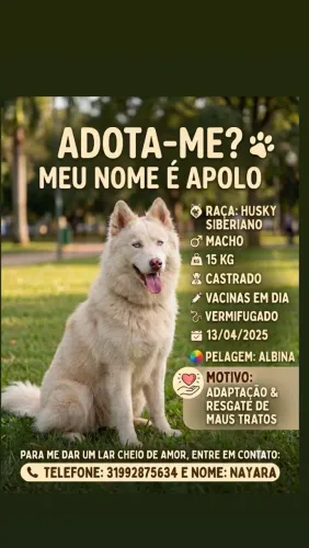 Husky Siberiano Macho albino