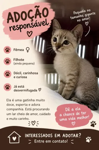 Gatinha fêmea