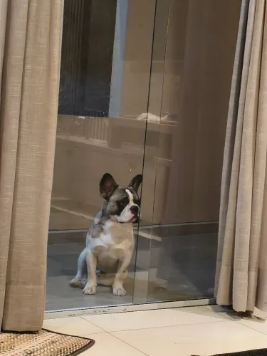 Bulldog francês 