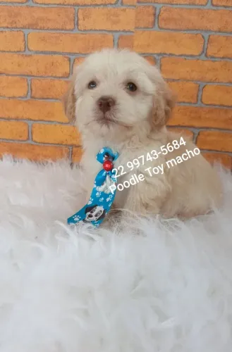 POODLE TOY MACHOS 