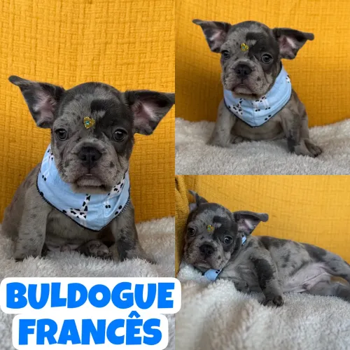 Machinho de Buldogue Francês Merle aqui no Puppy Stop