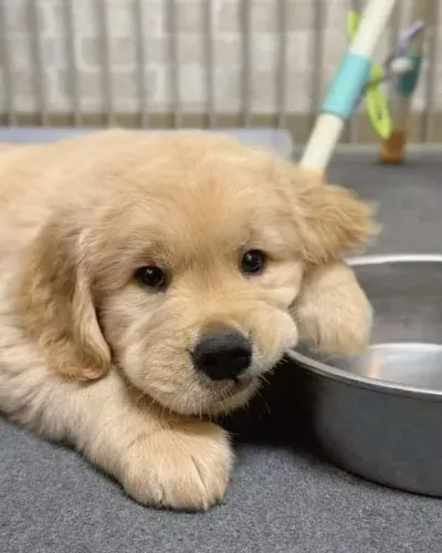 Filhotes de Golden Retriever | Uma nova presença para alegrar o lar!