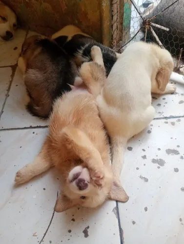 Filhotes de husky siberiano 