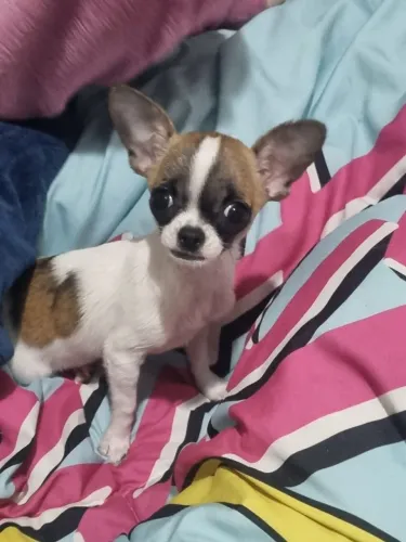 Chiuahua macho
