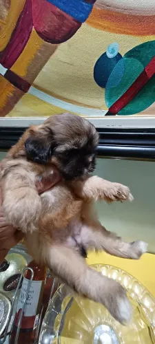 Femeazinha de shihtzu chocolate solida
