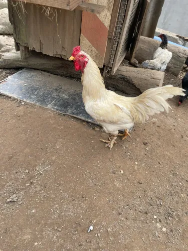 Galo Brahma 