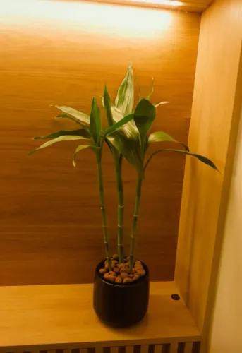 Vaso com bambu natural 