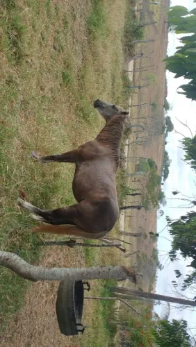 Égua boa e baixerinha