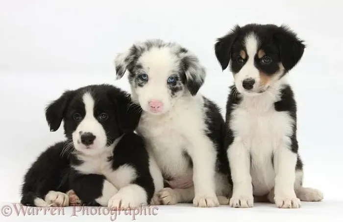 Border Collie é perfeito