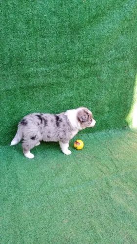 Filhote de Border Collie fêmea
