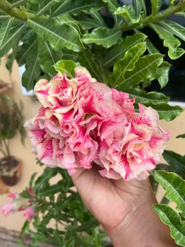 Rosa do deserto Chapadense
