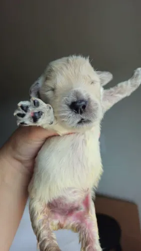 Vendo filhote Golden MACHO