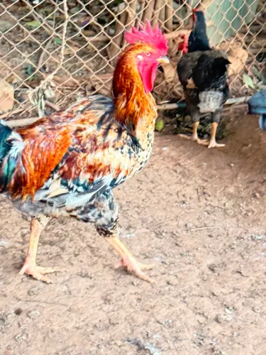 Galo