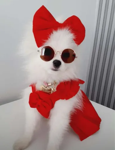 Lulu da pomerania branco como a neve