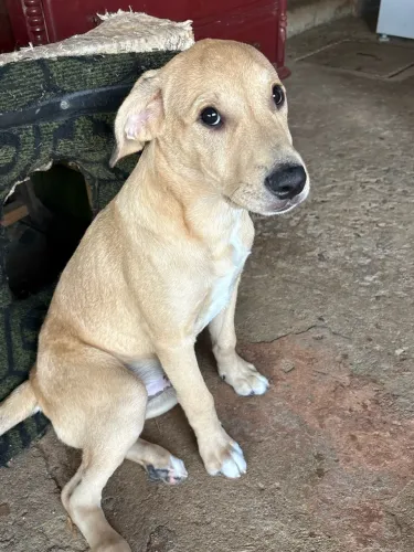 Doação de cachorros 