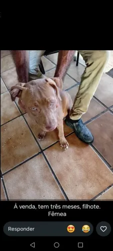 Charro pitbull fêmea