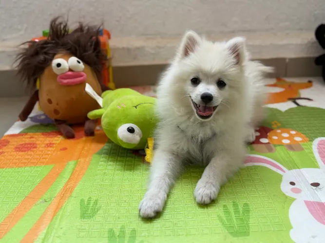 Spitz Alemão / Lulu da Pomerânia Macho - 3 meses - Microchipado