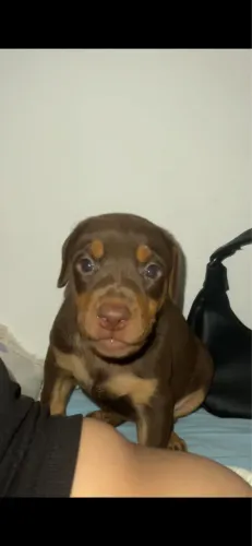 Doberman