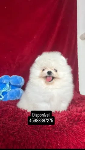 Lulu da Pomerânia anão
