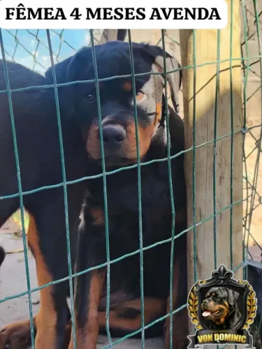 Linda fêmea de rottweiler