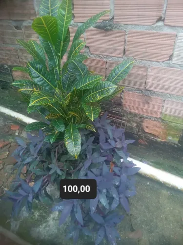 Plantas