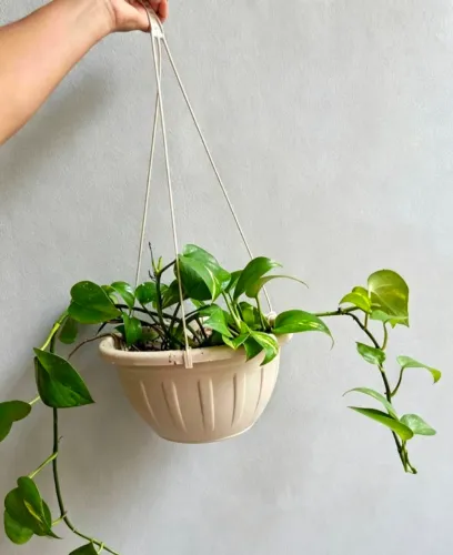 Panta Jiboia grande com um lindo vaso pendente