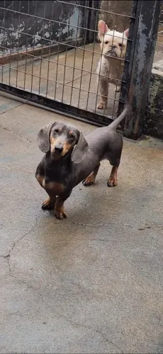 (COBERTURA DACHSHUND)