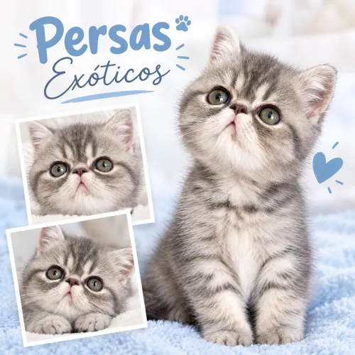 Persa exótico pedigree