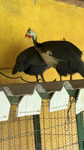 Perus adultos