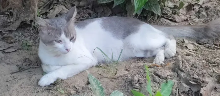 Gato branco e cinza para doação 