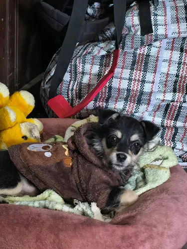 Cachorrinha fêmea filhote pequena 3 meses