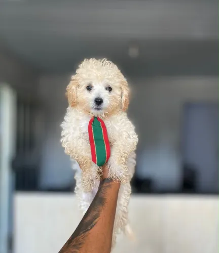 POODLE TOY MACHO