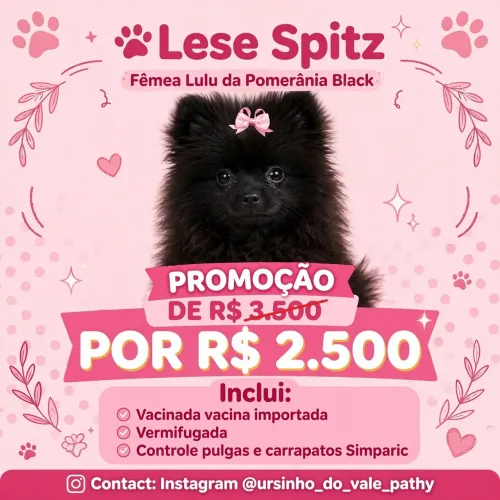 Promoção linda menininha de Spitz pretinha