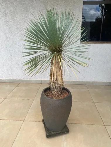 VASOS ORGANNE - LINHA VITRIFICADO - IRLANDA - TAMANHO P - PLANTA YUCA DE BICO