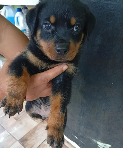 Rottweiler fêmea 