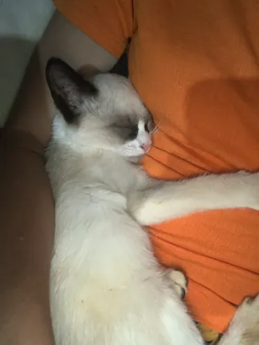 Gata
