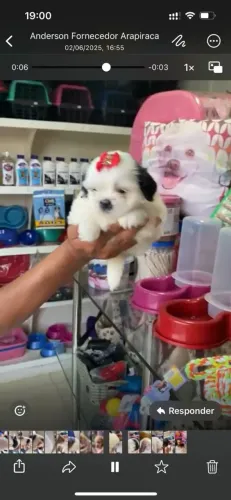 Shih-tzu com pedigree original até 10 parcelas no cartão entrega a domicílio
