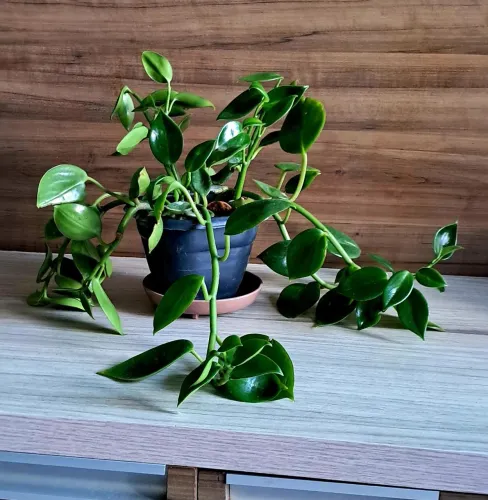 Suculenta ,planta de sombra e meia sombra. DECORATIVA, R$20