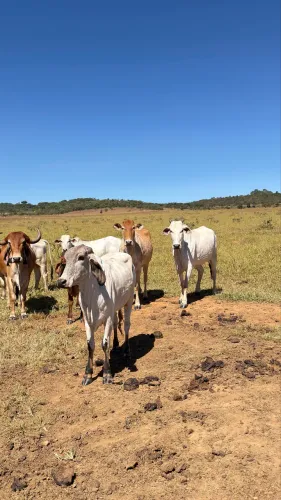 Vendo 3 lote de gados