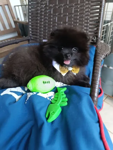 Vendo Spitz Alemão Pequeno