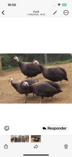 Animais agropecuária 