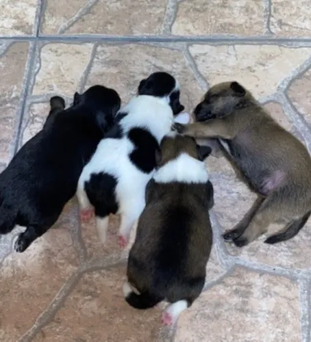 Filhote cachorro de raça pinscher shitzu