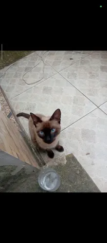 Gatinha para adoção responsável