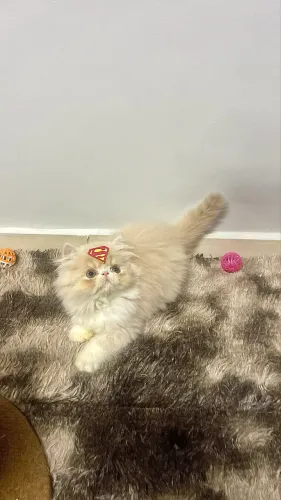 Gato Persa com Pedigree 