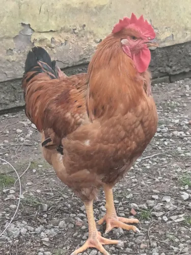 Vendo galo da raça pesadão com 4 meses