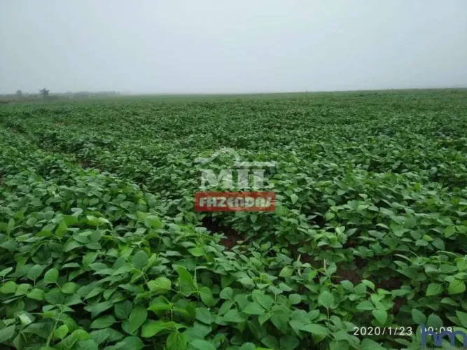 Fazenda 104 Alqueires (503,4 hectares) Doverlândia - GO