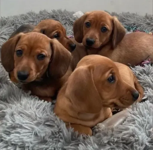 Basset - Filhotes Machos em Promoção!