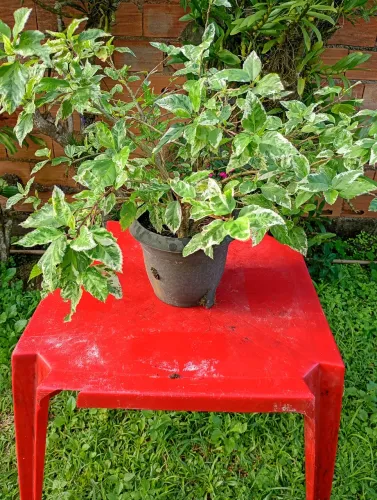 Plantas.