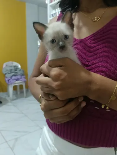 Doação de Gato